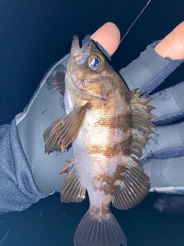 メバルの釣果