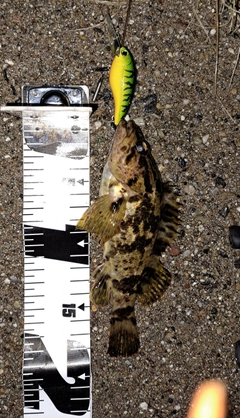 タケノコメバルの釣果