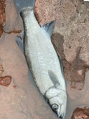 ヒラスズキの釣果