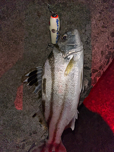 コトヒキの釣果