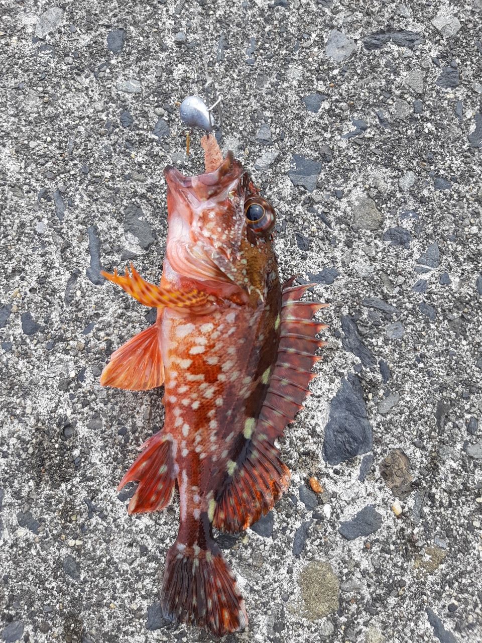 アラカブ