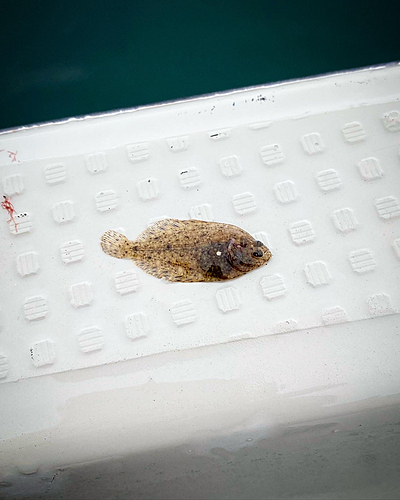 カレイの釣果