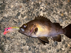 メバルの釣果