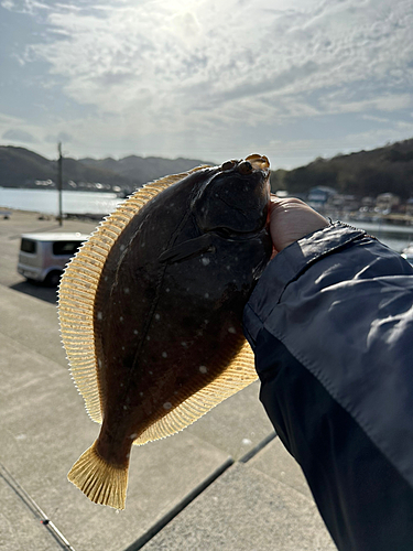 カレイの釣果