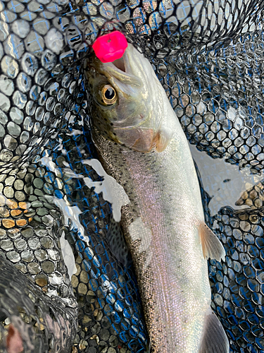 ニジマスの釣果