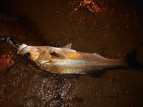 釣果