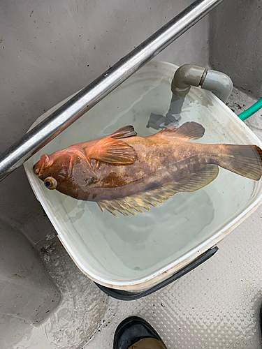 アコウの釣果