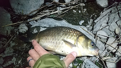 ギンブナの釣果