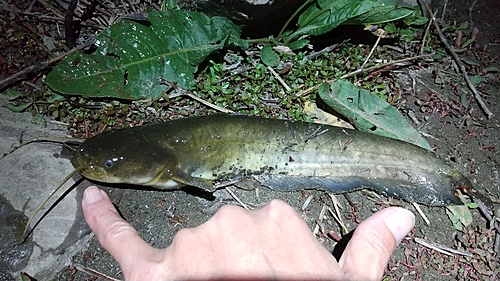 ナマズの釣果