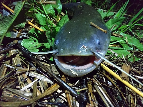 ナマズの釣果