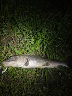 ニゴイの釣果