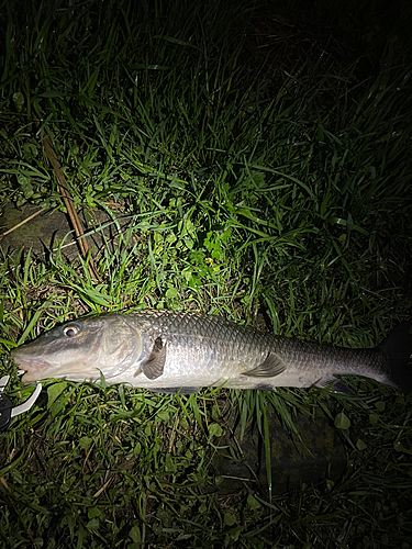 ニゴイの釣果