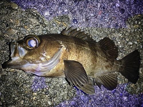 メバルの釣果