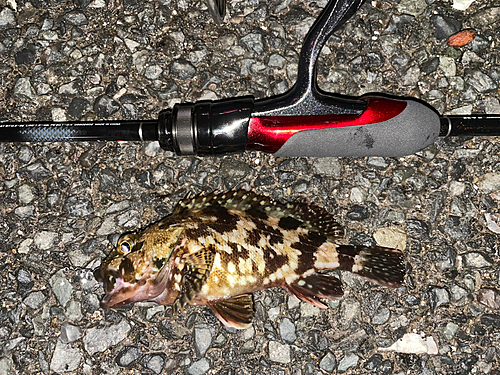 カサゴの釣果