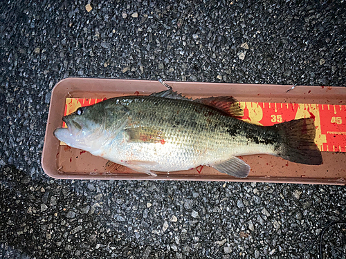 ブラックバスの釣果