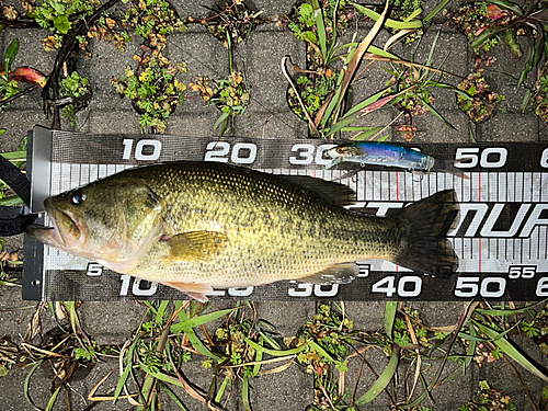 ブラックバスの釣果