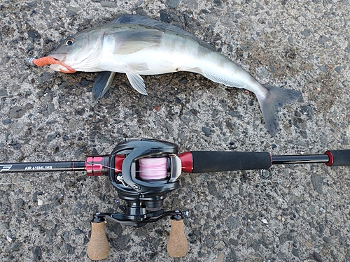 ホッケの釣果