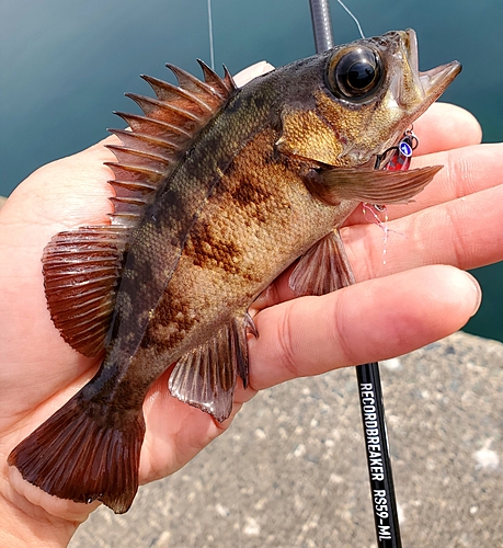 メバルの釣果