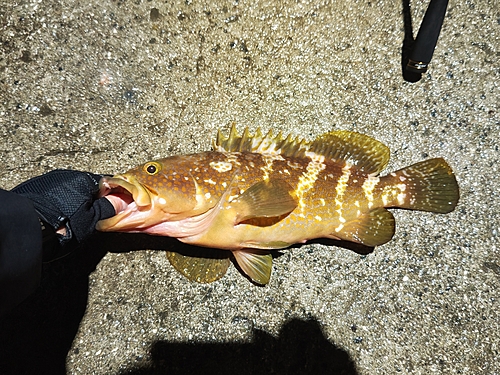 アコウの釣果