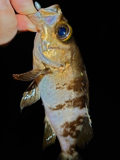 メバルの釣果