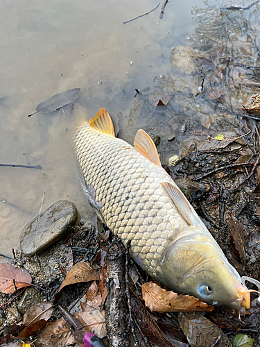 コイの釣果