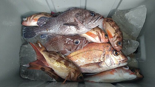 マダイの釣果