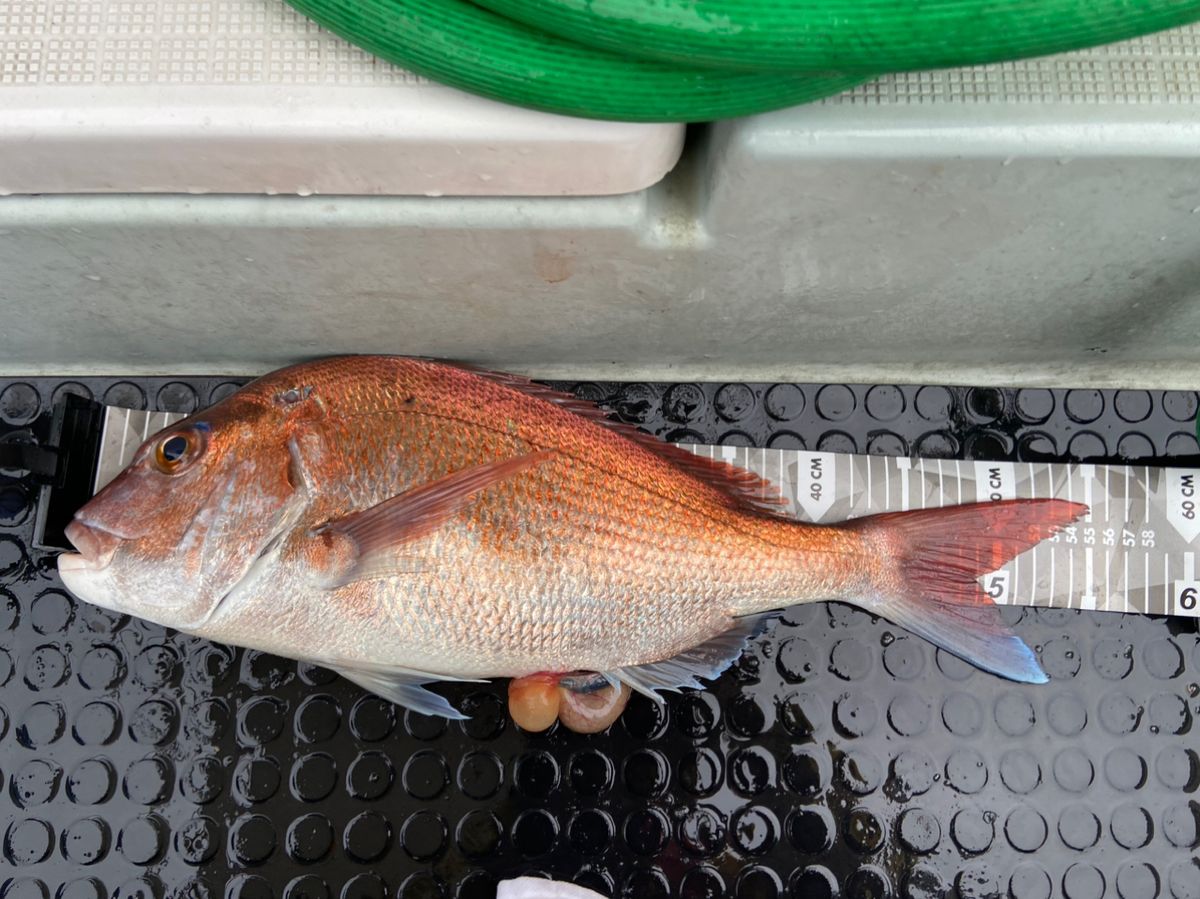 Ag_1480さんの釣果 2枚目の画像