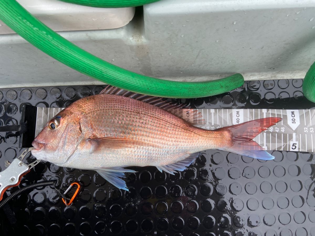 Ag_1480さんの釣果 3枚目の画像