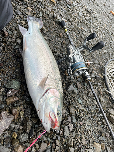 ニジマスの釣果