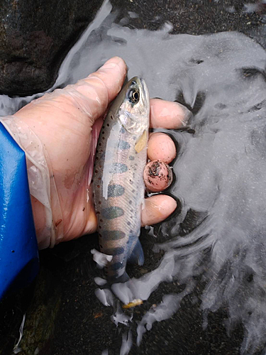 アマゴの釣果