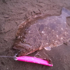 ヒラメの釣果