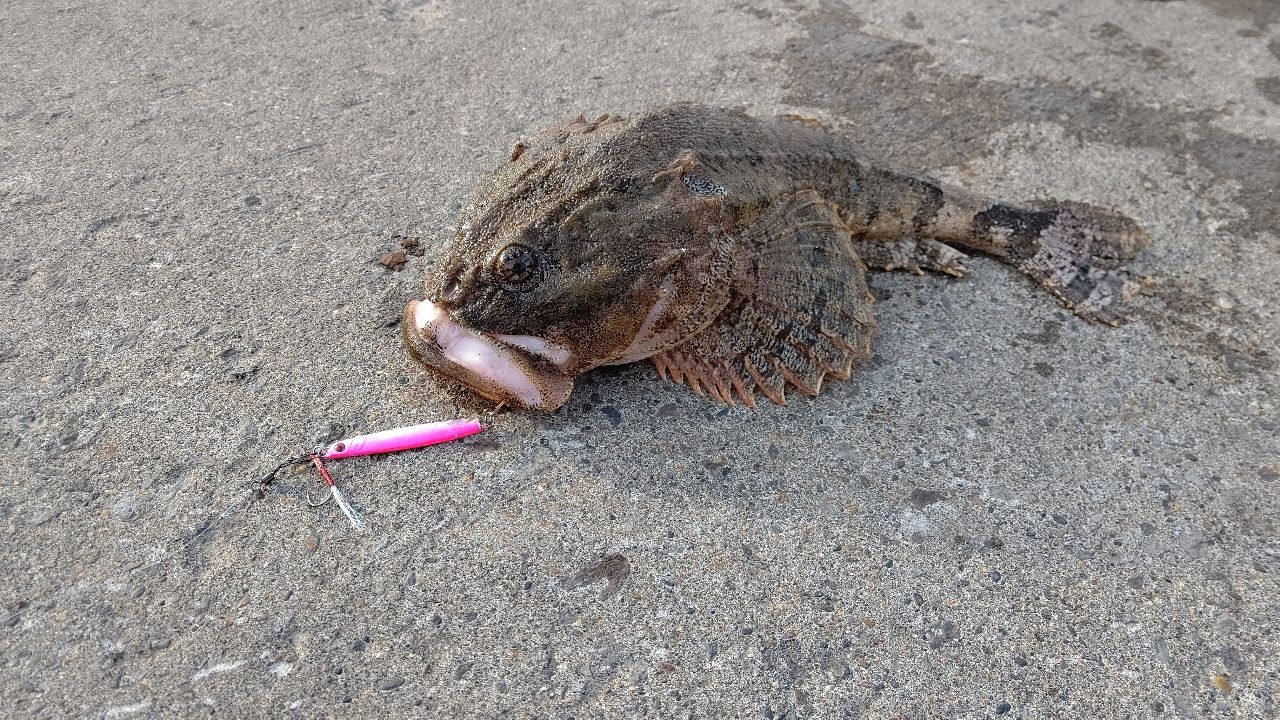 カジカ