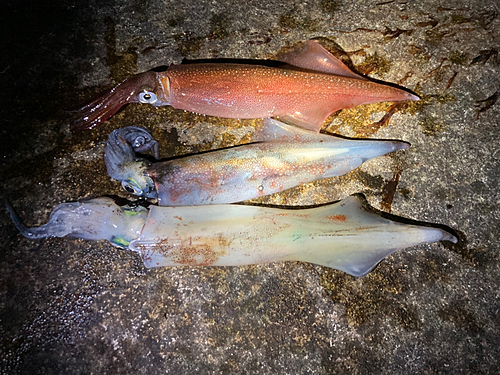 ヤリイカの釣果