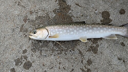 アメマスの釣果