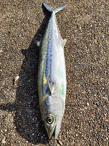 サゴシの釣果