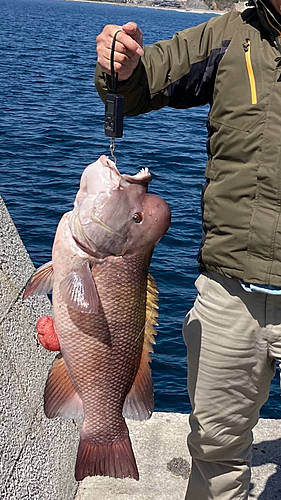 コブダイの釣果