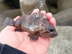 ムラソイの釣果