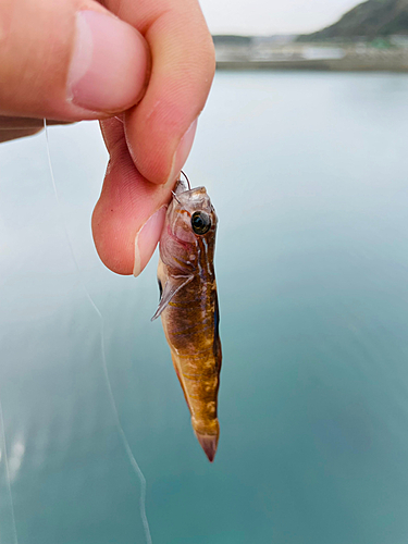 キヌバリの釣果