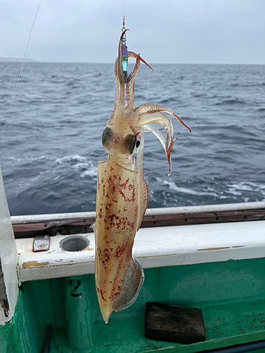 マルイカの釣果