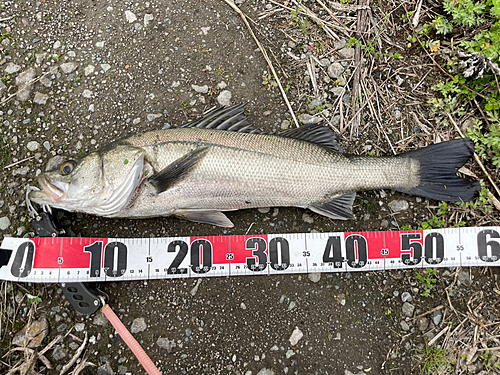 スズキの釣果