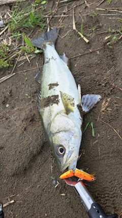 フッコ（マルスズキ）の釣果