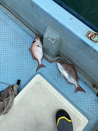 マダイの釣果