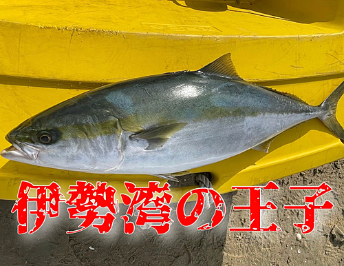 ブリの釣果