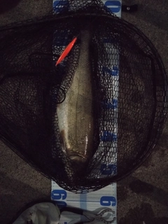 マルタウグイの釣果