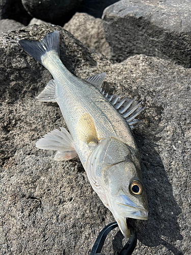 セイゴ（タイリクスズキ）の釣果