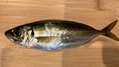 マアジの釣果