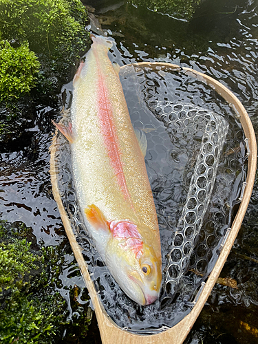 ニジマスの釣果