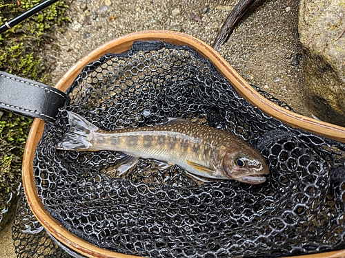 イワナの釣果