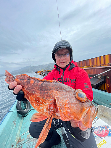 ウッカリカサゴの釣果