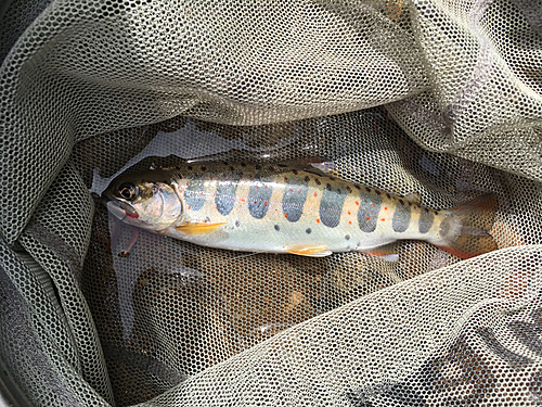 アマゴの釣果